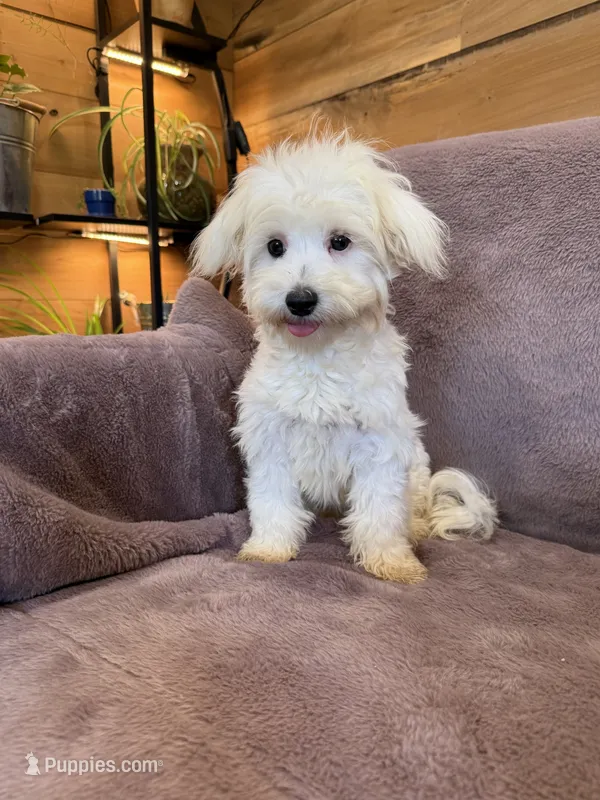 SALE!!! Hannah – Maltese puppy for sale in Irvington, KY