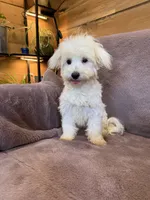 SALE!!! Hannah, a female Maltese for sale in Irvington, KY – 1 of 10
