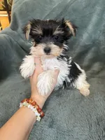 Yarrow, a male Yorkshire Terrier for sale in Irvington, KY – 1 of 6