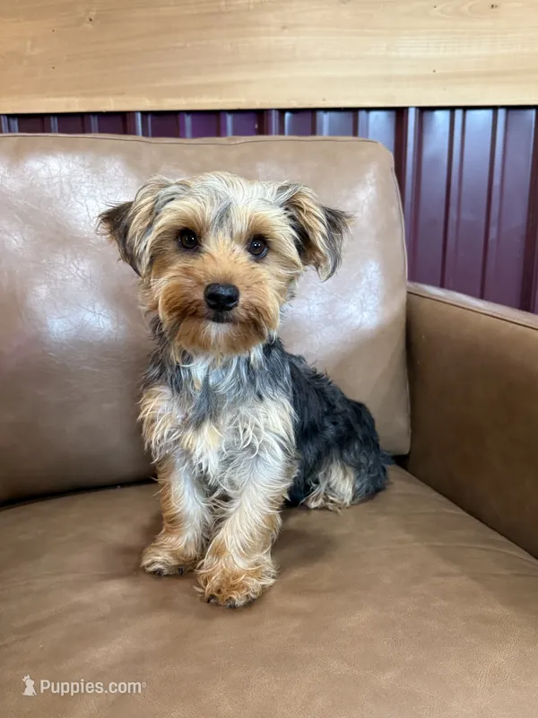 Callie – Yorkshire Terrier puppy for sale in Irvington, KY