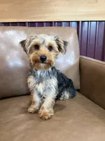 Callie, a female Yorkshire Terrier for sale in Irvington, KY – 1 of 6