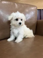 Henny, a female Maltese for sale in Irvington, KY – 10 of 10