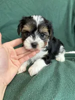 Sunny, a male Yorkshire Terrier for sale in Irvington, KY – 3 of 10