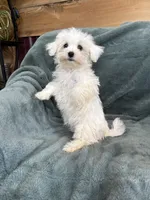 Harris, a male Maltese for sale in Irvington, KY – 3 of 7