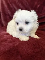 Helen, a female Maltese for sale in Irvington, KY – 4 of 10