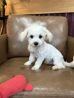 Harris, a male Maltese for sale in Irvington, KY – 10 of 10