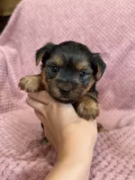 Belinda, a female Yorkshire Terrier for sale in Irvington, KY – 5 of 9