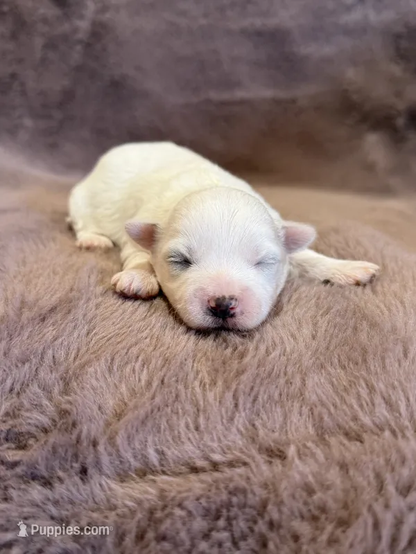 Klara  – Maltese puppy for sale in Irvington, KY