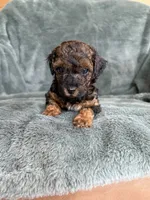 Phantom boy, a male Poodle - Toy  for sale in Irvington, KY – 5 of 10