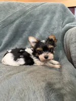 Yuri, a male Yorkshire Terrier for sale in Irvington, KY – 2 of 8