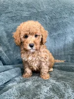 Bark, a male Poodle - Toy  for sale in Irvington, KY – 6 of 7