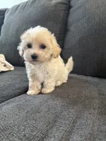 Dewdrop, a male Maltipoo for sale in Irvington, KY – 3 of 10