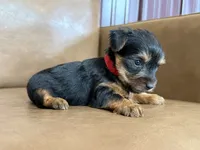Beau, a male Yorkshire Terrier for sale in Irvington, KY – 8 of 10