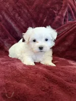 Hannah, a female Maltese for sale in Irvington, KY – 5 of 7