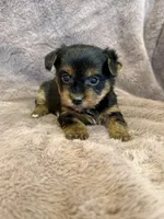 Dandelion, a female Yorkshire Terrier for sale in Irvington, KY – 4 of 9