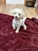 Hannah, a female Maltese for sale in Irvington, KY – 3 of 10