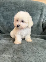 Theodore, a male Maltipoo for sale in Irvington, KY – 8 of 10