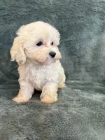 Theodore, a male Maltipoo for sale in Irvington, KY – 3 of 10