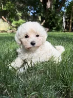 Theodore, a male Maltipoo for sale in Irvington, KY – 2 of 5
