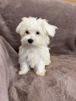 Hannah, a female Maltese for sale in Irvington, KY – 6 of 10