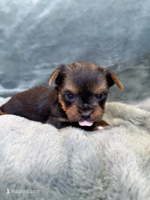 Dimitri – Yorkshire Terrier puppy for sale in Irvington, KY