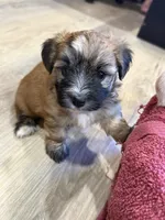 Fannie, a female Maltese and Yorkshire Terrier for sale in Irvington, KY – 7 of 10