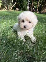 Theodore, a male Maltipoo for sale in Irvington, KY – 4 of 5