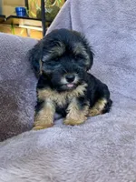 Pixie, a female Yorkipoo for sale in Irvington, KY – 7 of 10