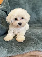 Theodore, a male Maltipoo for sale in Irvington, KY – 5 of 10
