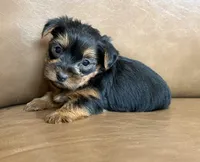 Boo, a male Yorkshire Terrier for sale in Irvington, KY – 8 of 10