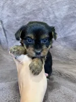 Dandelion, a female Yorkshire Terrier for sale in Irvington, KY – 5 of 9