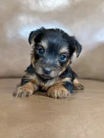 Beau, a male Yorkshire Terrier for sale in Irvington, KY – 10 of 10