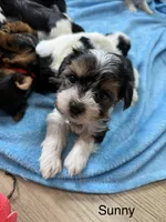 Sunny, a male Yorkshire Terrier for sale in Irvington, KY – 10 of 10