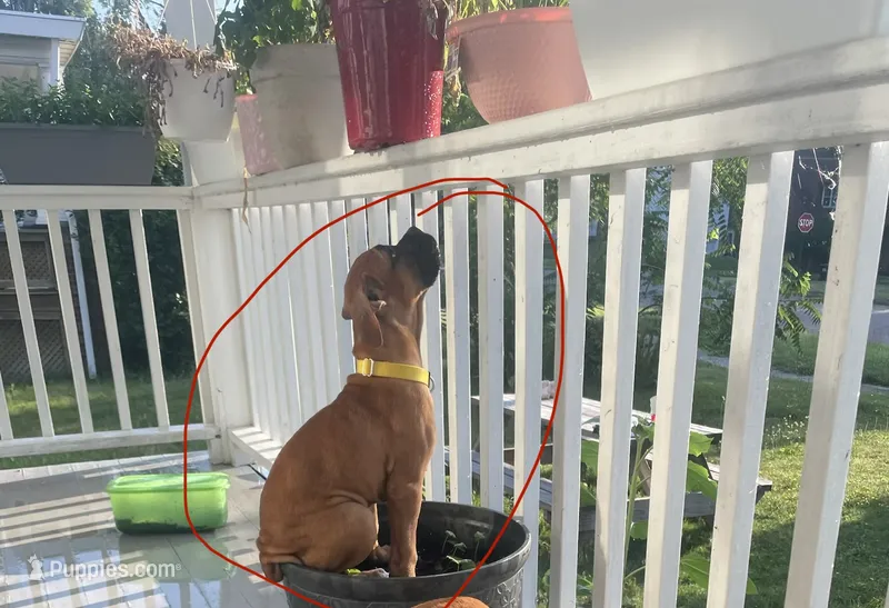 Fungus – Boxer puppy for sale in New Castle, PA