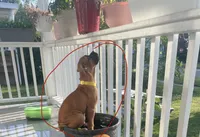 Fungus, a female Boxer for sale in New Castle, PA – 1 of 3