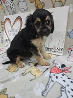 Green band, a male Cavapoo for sale in Cadott, WI – 3 of 6