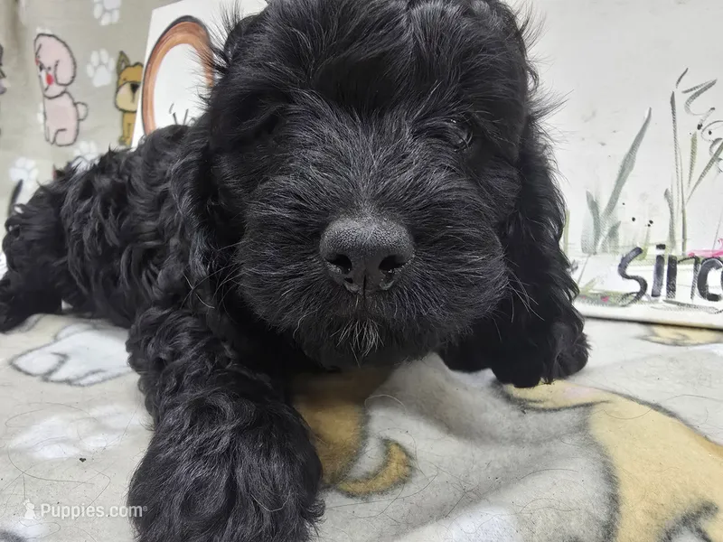 Sadie's purple – Cavapoo puppy for sale in Cadott, WI