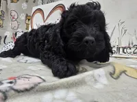 Sadie's purple, a male Cavapoo for sale in Cadott, WI – 2 of 5