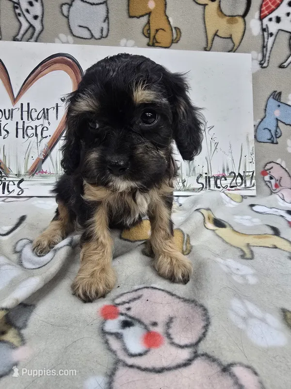 Pink band Mini – Cavapoo puppy for sale in Cadott, WI