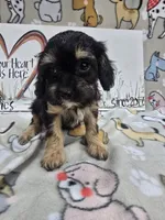 Pink band Mini, a female Cavapoo for sale in Cadott, WI – 1 of 5
