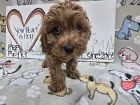 Sadie's pink band, a female Cavapoo for sale in Cadott, WI – 2 of 5