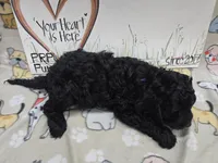 Sadie's purple, a male Cavapoo for sale in Cadott, WI – 3 of 5