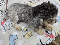Black band, a male Cavapoo for sale in Cadott, WI – 6 of 6