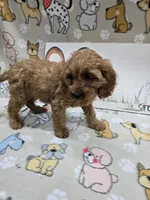 Purple band, a male Cavapoo for sale in Cadott, WI – 3 of 5