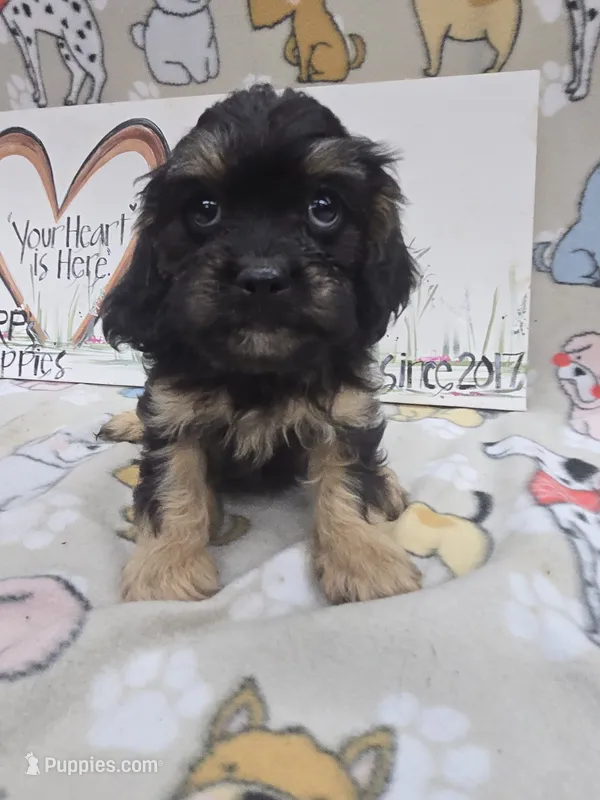 Black band – Cavapoo puppy for sale in Cadott, WI