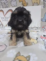 Black band, a male Cavapoo for sale in Cadott, WI – 1 of 6