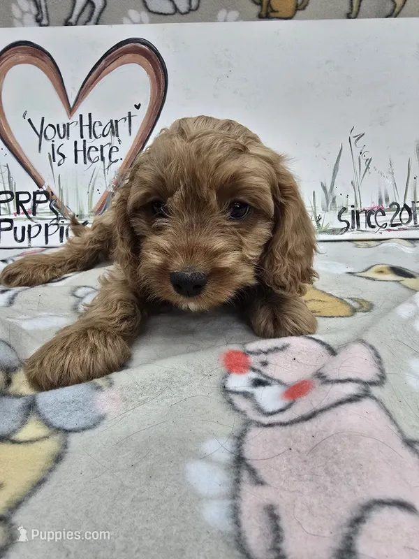 Orange band – Cavapoo puppy for sale in Cadott, WI