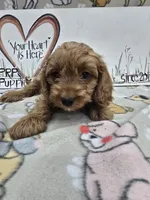 Orange band, a male Cavapoo for sale in Cadott, WI – 1 of 5