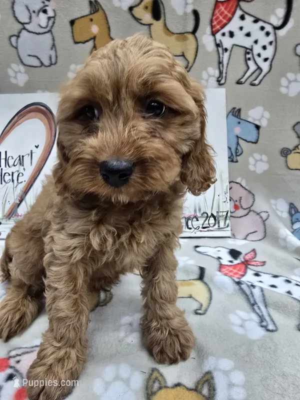 Purple band – Cavapoo puppy for sale in Cadott, WI