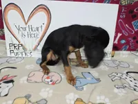 Maddie AKC chocolate carrier, a female Cavalier King Charles Spaniel for sale in Cadott, WI – Photo 3 of 4